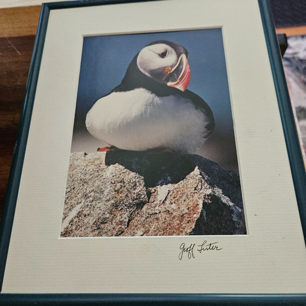 vintage framed and matted picture of puffin signed by artist 10x8 approx.